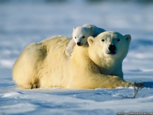 Mutter mit Eisbären Nachwuchs