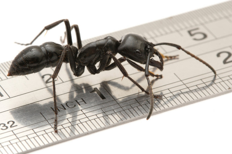Größte Ameisenart