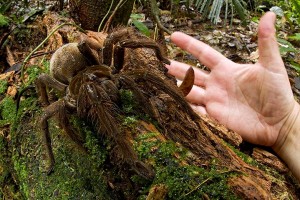 Goliath Vogelspinne - Groesste Spinne der Welt