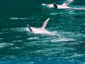 Rosa Delfine beim Rückenschwimmen