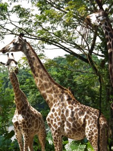 Giraffen im Singapur Zoo