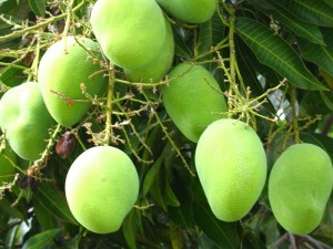 Ein Mangobaum mit Grünen Mango