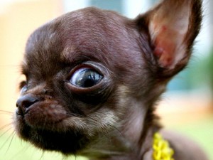 Hässlich oder Süß - Der Kleinste Hund der Welt