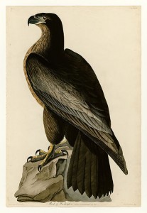 Yeichnung aus dem teuersten Buch der Welt - Birds of America Bildquelle : Wikipedia