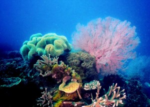 Farbenfrohe Unterwasserwelt am Great Barrier Reef