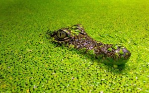 Wasserlinsen mit Krokodil