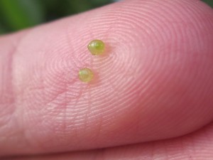 Die wurzellose Wasserlinse wolffia arrhiza - Die Kleinste Pflanze der Welt