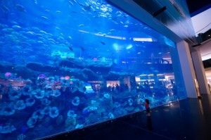 Das Aquarium der Dubai Mall
