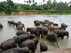 Elefanten in Thailand