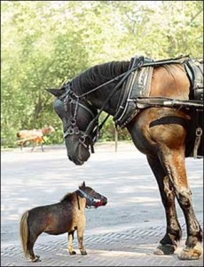 Falabella - das kleinste Pferd der Welt