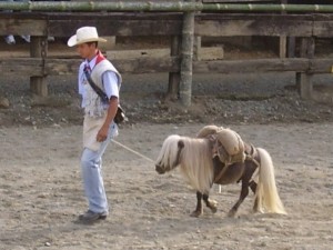 Falabella - Das kleinste Pferd der Welt