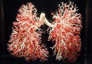 Die Menschliche Lunge
