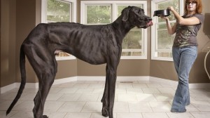 Der größte Hund der Welt bei der Fütterung