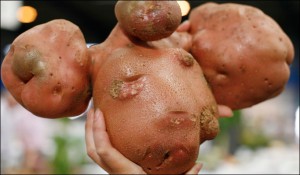 Die Grösste Kartoffel der Welt