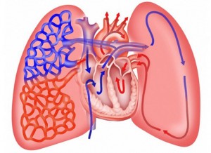 Lunge und Herz Position