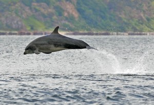 Springender Delfin