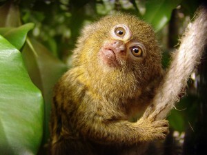 Das Zwergseidenäffchen  - Der Kleinste Affe der Welt