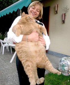 Eine wirklich fette Katze