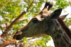 Kopf einer jungen Giraffe