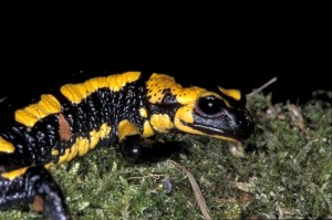 Farbenpr'chtiger Salamander