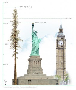 Der Höchste Baum der Welt im Vergleich