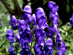 Blauer Eisenhut - Die Giftigste Pflanze der Welt