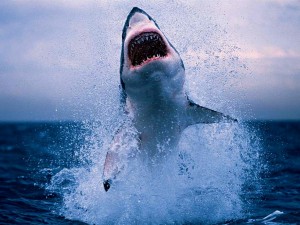 Eine atemberaubende Aufnahme eines Weißen Hai