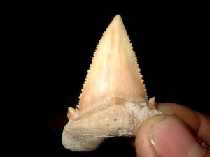 Ein Zahn von einem weißem Hai
