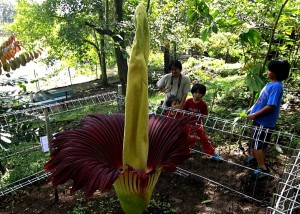 Titanenwurz - Die Größte Blume der Welt